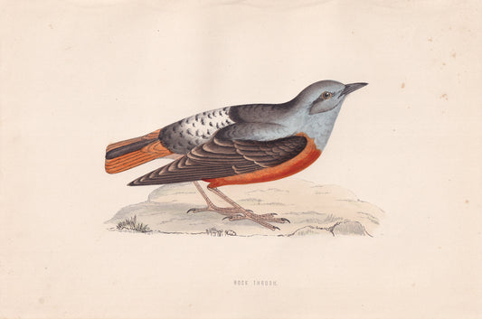Rock Thrush - original 1870 hand coloured antique bird print by Alexander Francis Lydon, engraved by Benjamin Fawcett