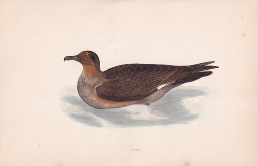 Skua - original 1870 hand coloured antique bird print by Alexander Francis Lydon, engraved by Benjamin Fawcett