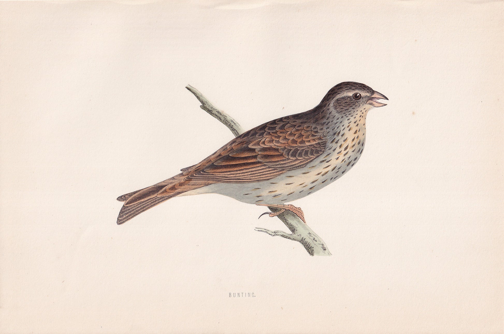 Bunting - original 1870 hand coloured antique bird print by Alexander Francis Lydon, engraved by Benjamin Fawcett