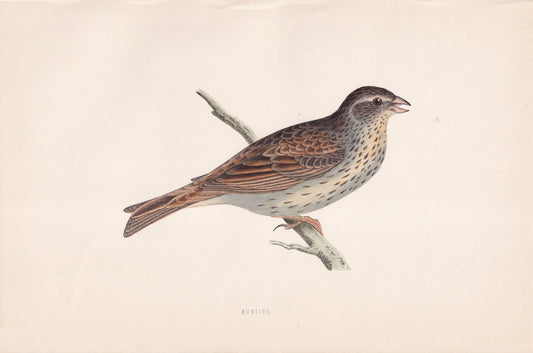 Bunting - original 1870 hand coloured antique bird print by Alexander Francis Lydon, engraved by Benjamin Fawcett