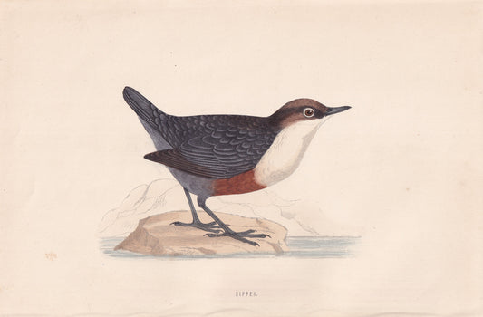 Dipper - original 1870 hand coloured antique bird print by Alexander Francis Lydon, engraved by Benjamin Fawcett