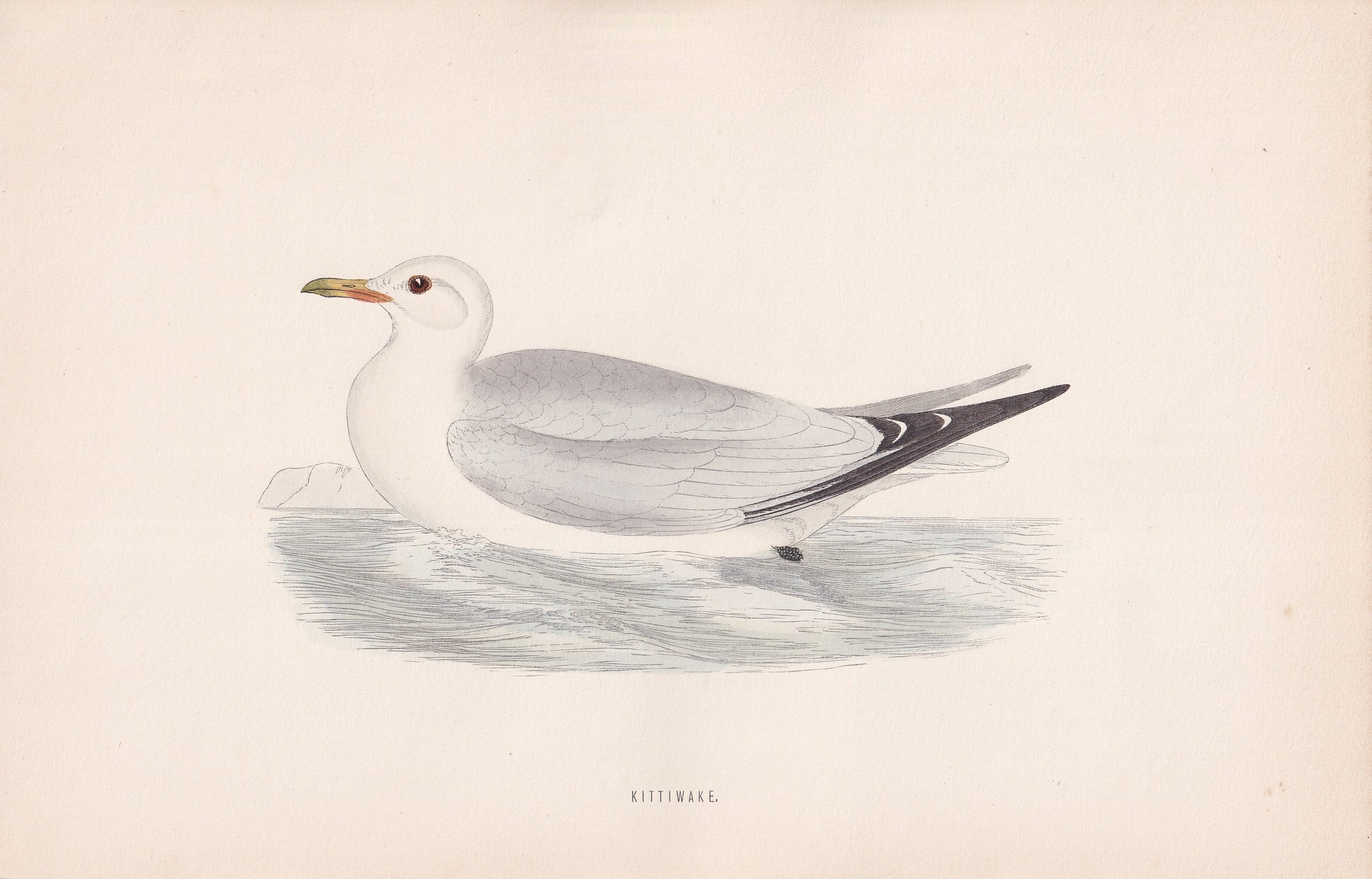 Kittiwake - original 1870 hand coloured antique bird print by Alexander Francis Lydon, engraved by Benjamin Fawcett