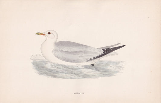 Kittiwake - original 1870 hand coloured antique bird print by Alexander Francis Lydon, engraved by Benjamin Fawcett