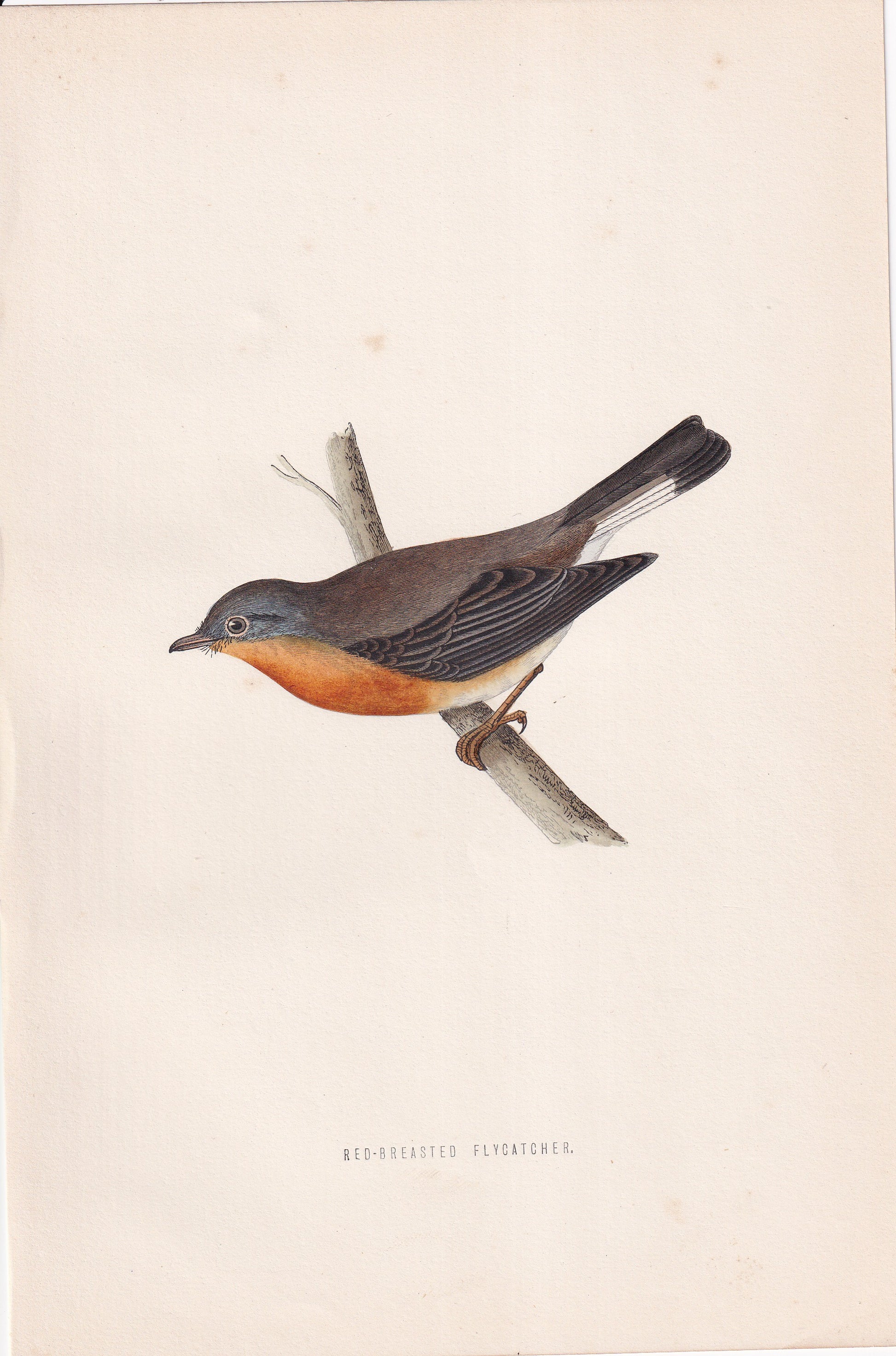 Red-breasted Flycatcher - original 1870 hand coloured antique bird print by Alexander Francis Lydon, engraved by Benjamin Fawcett