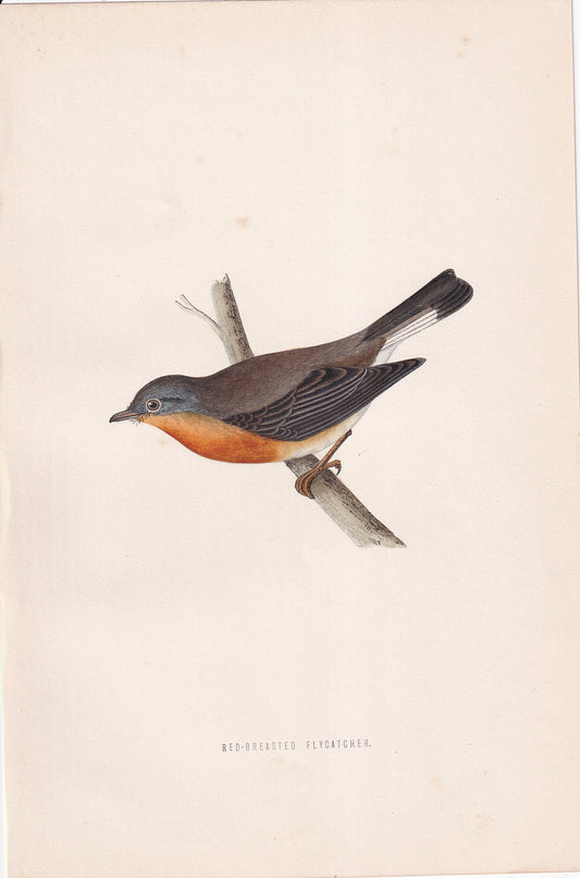 Red-breasted Flycatcher - original 1870 hand coloured antique bird print by Alexander Francis Lydon, engraved by Benjamin Fawcett
