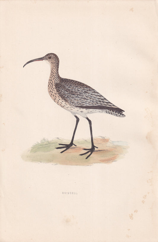 Whimbrel - original 1870 hand coloured antique bird print by Alexander Francis Lydon, engraved by Benjamin Fawcett