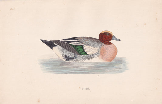 Wigeon - original 1870 hand coloured antique bird print by Alexander Francis Lydon, engraved by Benjamin Fawcett