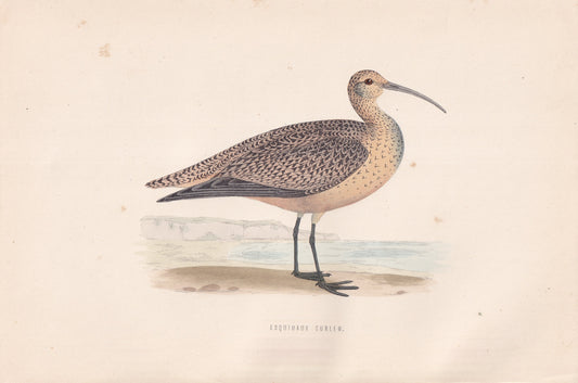 Esquimaux Curlew - original 1870 hand coloured antique bird print by Alexander Francis Lydon, engraved by Benjamin Fawcett