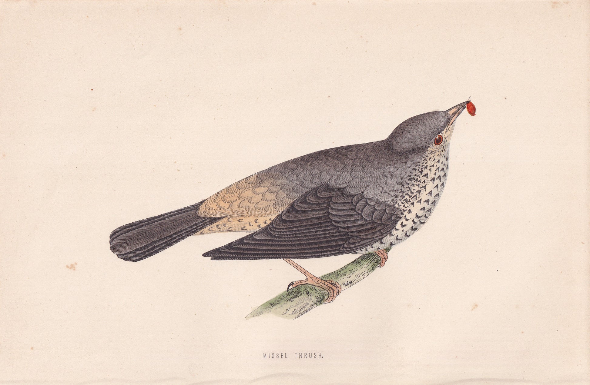 Missel Thrush - original 1870 hand coloured antique bird print by Alexander Francis Lydon, engraved by Benjamin Fawcett