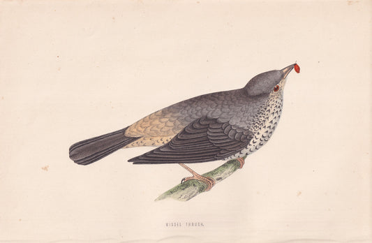 Missel Thrush - original 1870 hand coloured antique bird print by Alexander Francis Lydon, engraved by Benjamin Fawcett