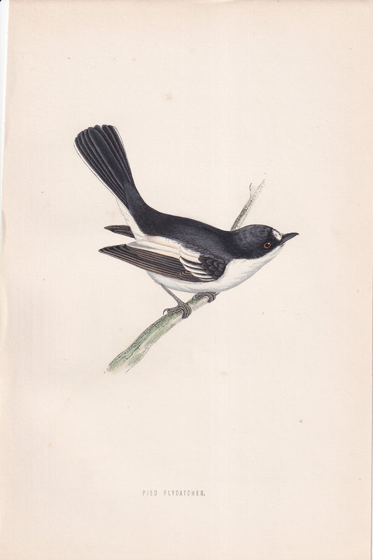 Pied Flycatcher - original 1870 hand coloured antique bird print by Alexander Francis Lydon, engraved by Benjamin Fawcett