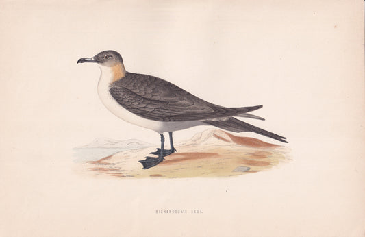 Richardson's Skua - original 1870 hand coloured antique bird print by Alexander Francis Lydon, engraved by Benjamin Fawcett