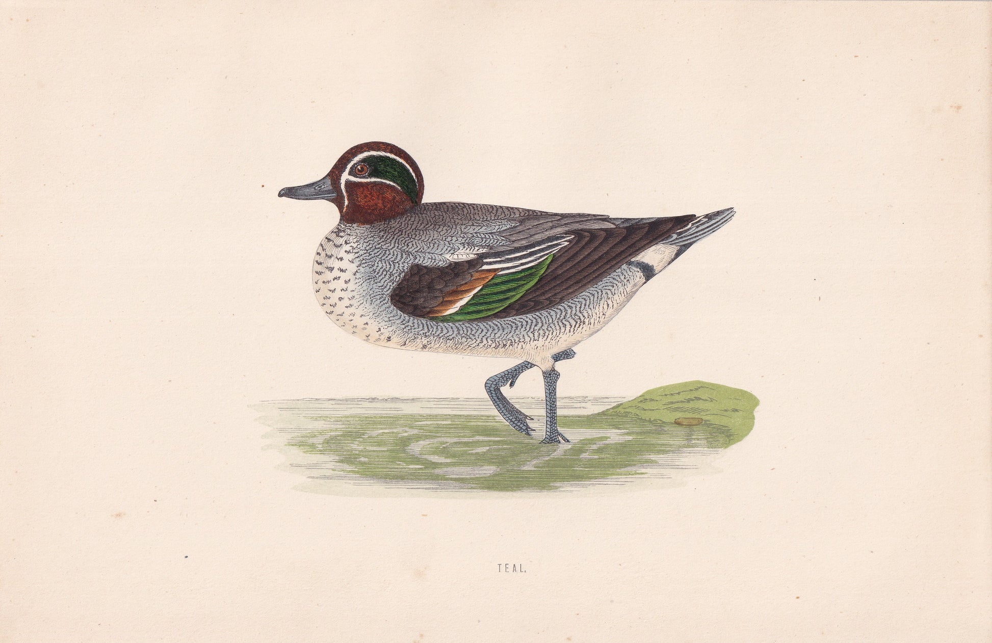 Teal - original 1870 hand coloured antique bird print by Alexander Francis Lydon, engraved by Benjamin Fawcett