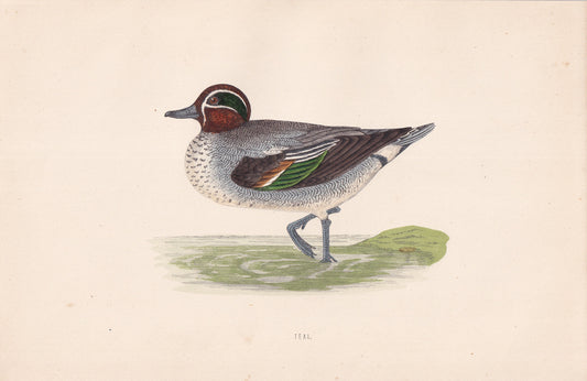 Teal - original 1870 hand coloured antique bird print by Alexander Francis Lydon, engraved by Benjamin Fawcett