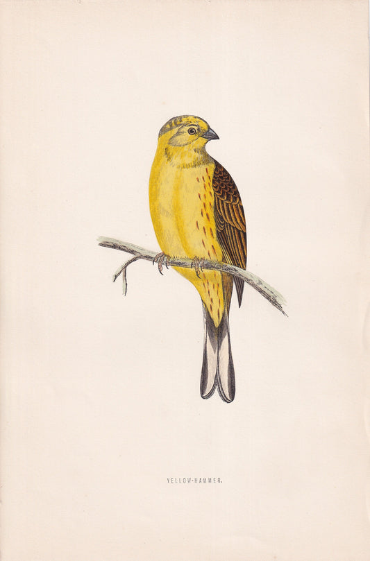 Yellow-Hammer - original 1870 hand coloured antique bird print by Alexander Francis Lydon, engraved by Benjamin Fawcett