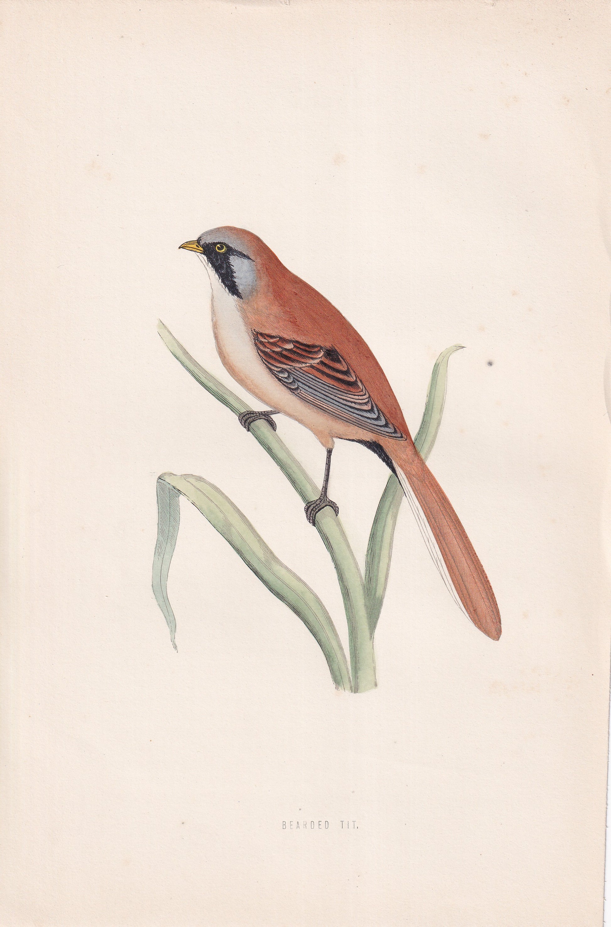 Bearded Tit - original 1870 hand coloured antique bird print by Alexander Francis Lydon, engraved by Benjamin Fawcett