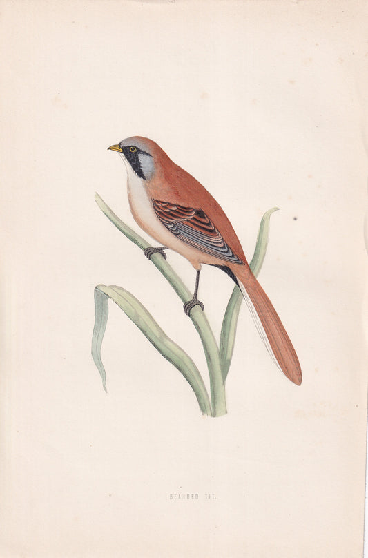 Bearded Tit - original 1870 hand coloured antique bird print by Alexander Francis Lydon, engraved by Benjamin Fawcett