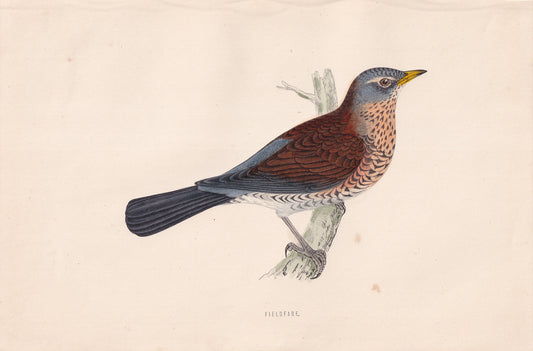 Fieldfare - original 1870 hand coloured antique bird print by Alexander Francis Lydon, engraved by Benjamin Fawcett