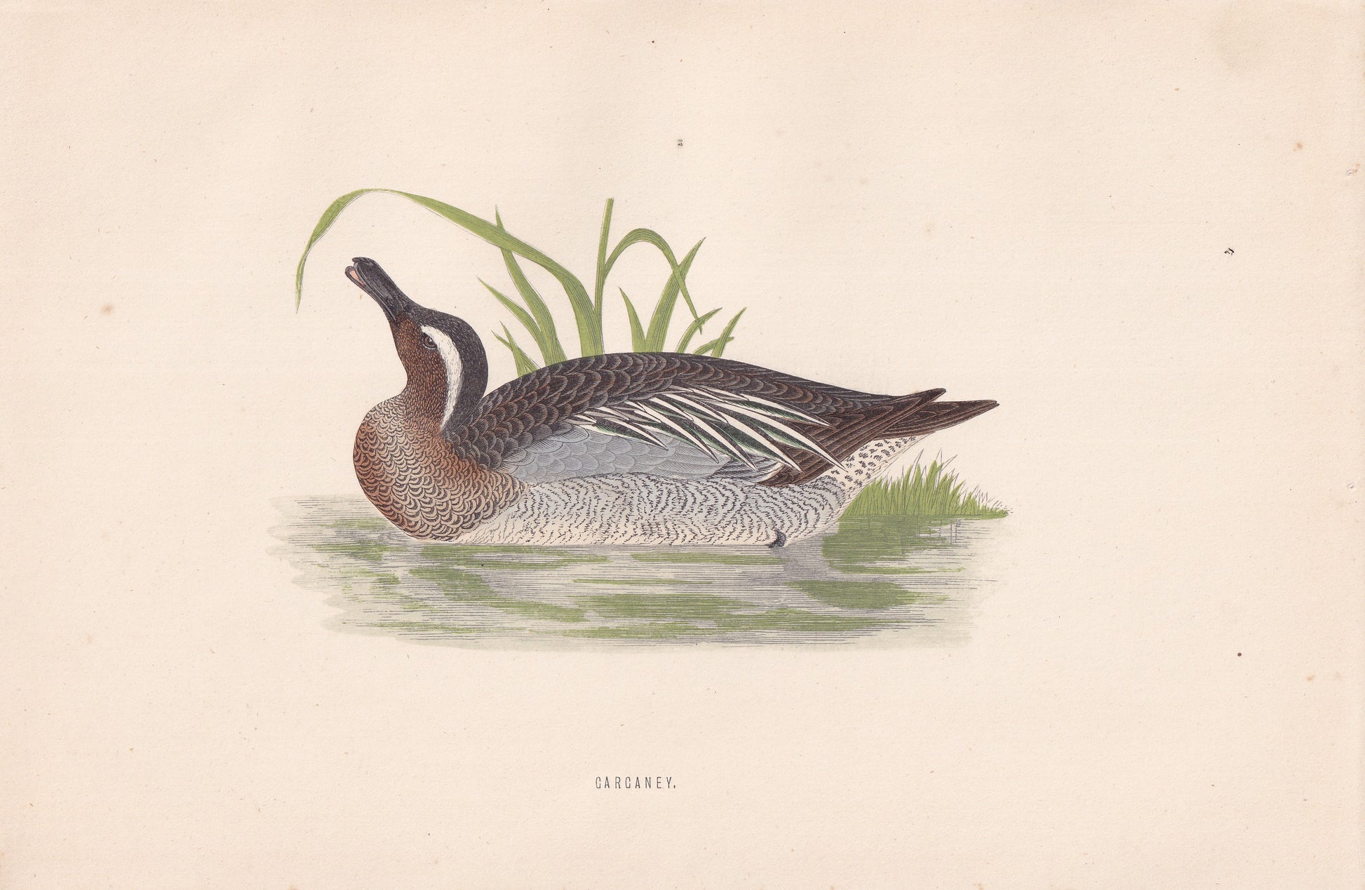 Garganey - original 1870 hand coloured antique bird print by Alexander Francis Lydon, engraved by Benjamin Fawcett