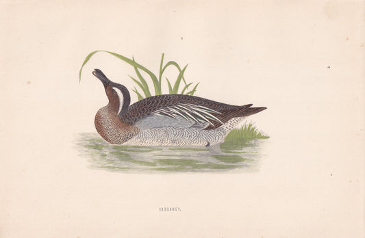 Garganey - original 1870 hand coloured antique bird print by Alexander Francis Lydon, engraved by Benjamin Fawcett