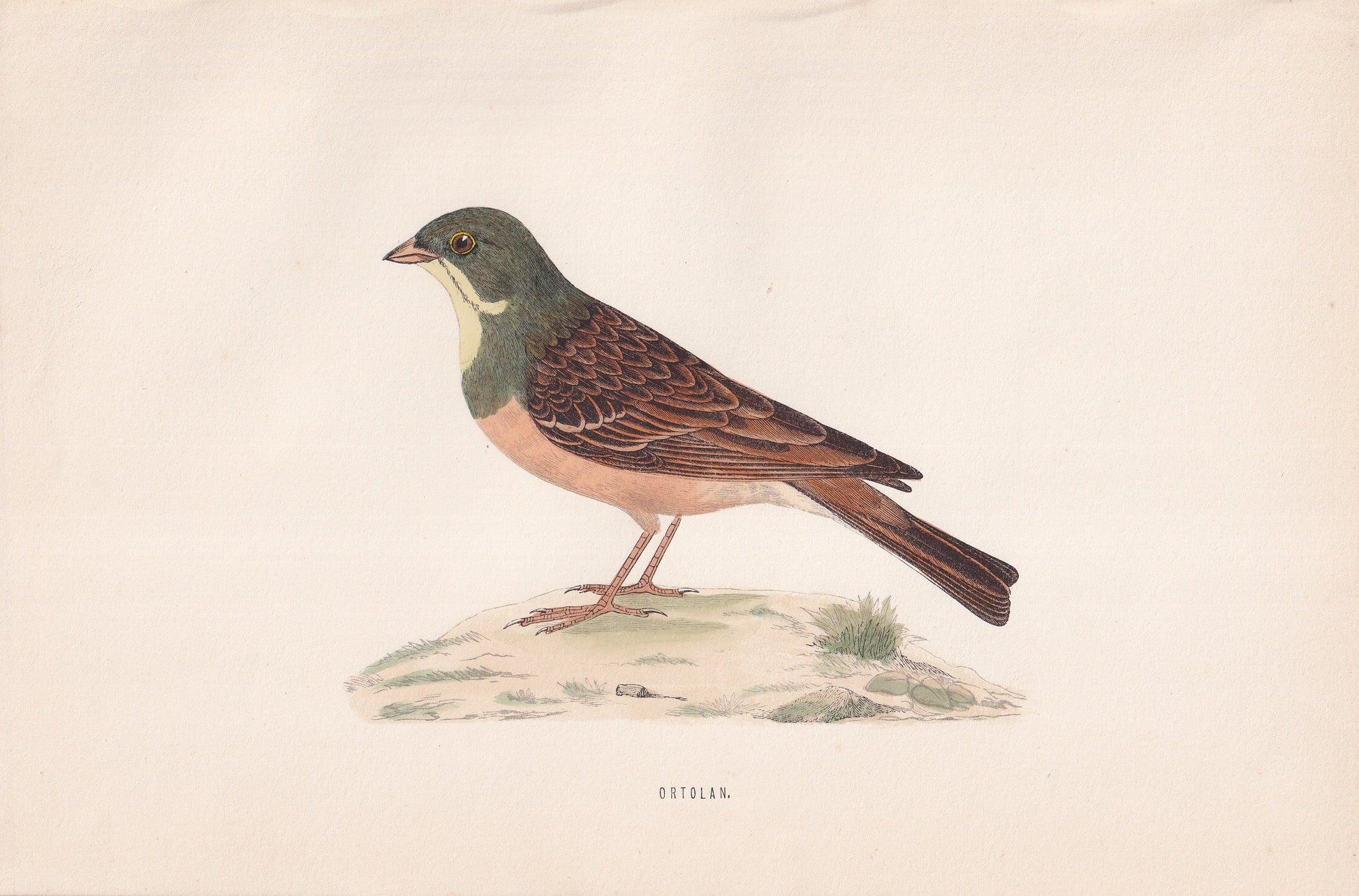 Ortolan - original 1870 hand coloured antique bird print by Alexander Francis Lydon, engraved by Benjamin Fawcett