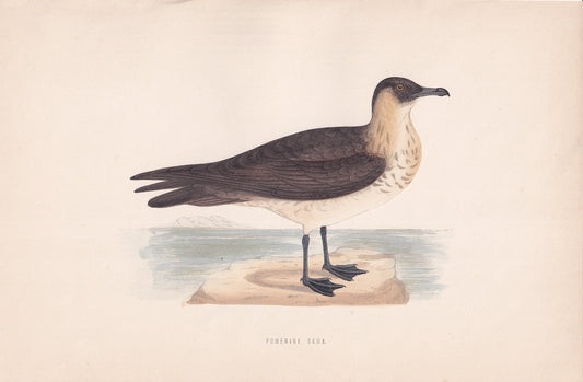 Pomerine Skua - original 1870 hand coloured antique bird print by Alexander Francis Lydon, engraved by Benjamin Fawcett