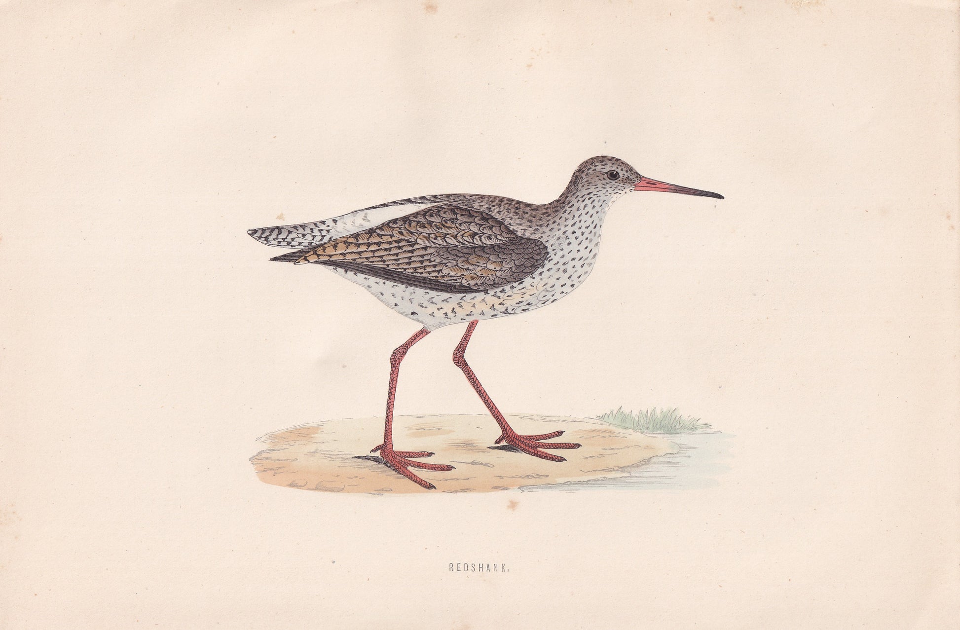 Redshank - original 1870 hand coloured antique bird print by Alexander Francis Lydon, engraved by Benjamin Fawcett