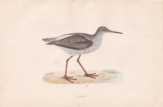 Redshank - original 1870 hand coloured antique bird print by Alexander Francis Lydon, engraved by Benjamin Fawcett