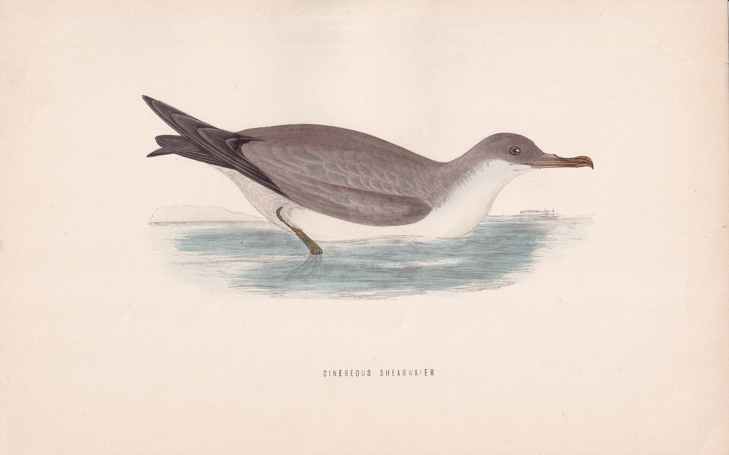 Cinereous Shearwater - original 1870 hand coloured antique bird print by Alexander Francis Lydon, engraved by Benjamin Fawcett