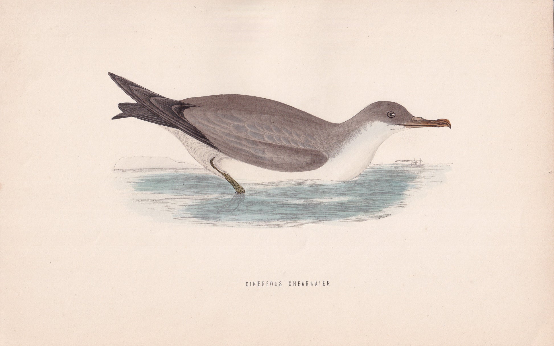 Cinereous Shearwater - original 1870 hand coloured antique bird print by Alexander Francis Lydon, engraved by Benjamin Fawcett