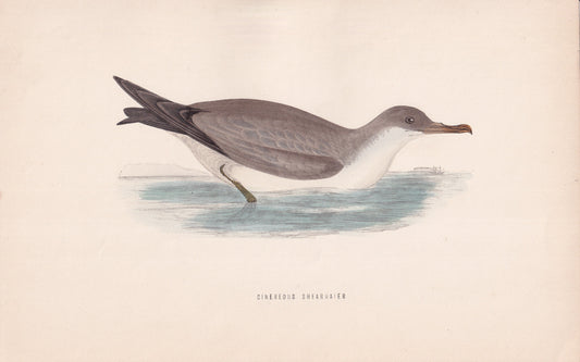 Cinereous Shearwater - original 1870 hand coloured antique bird print by Alexander Francis Lydon, engraved by Benjamin Fawcett