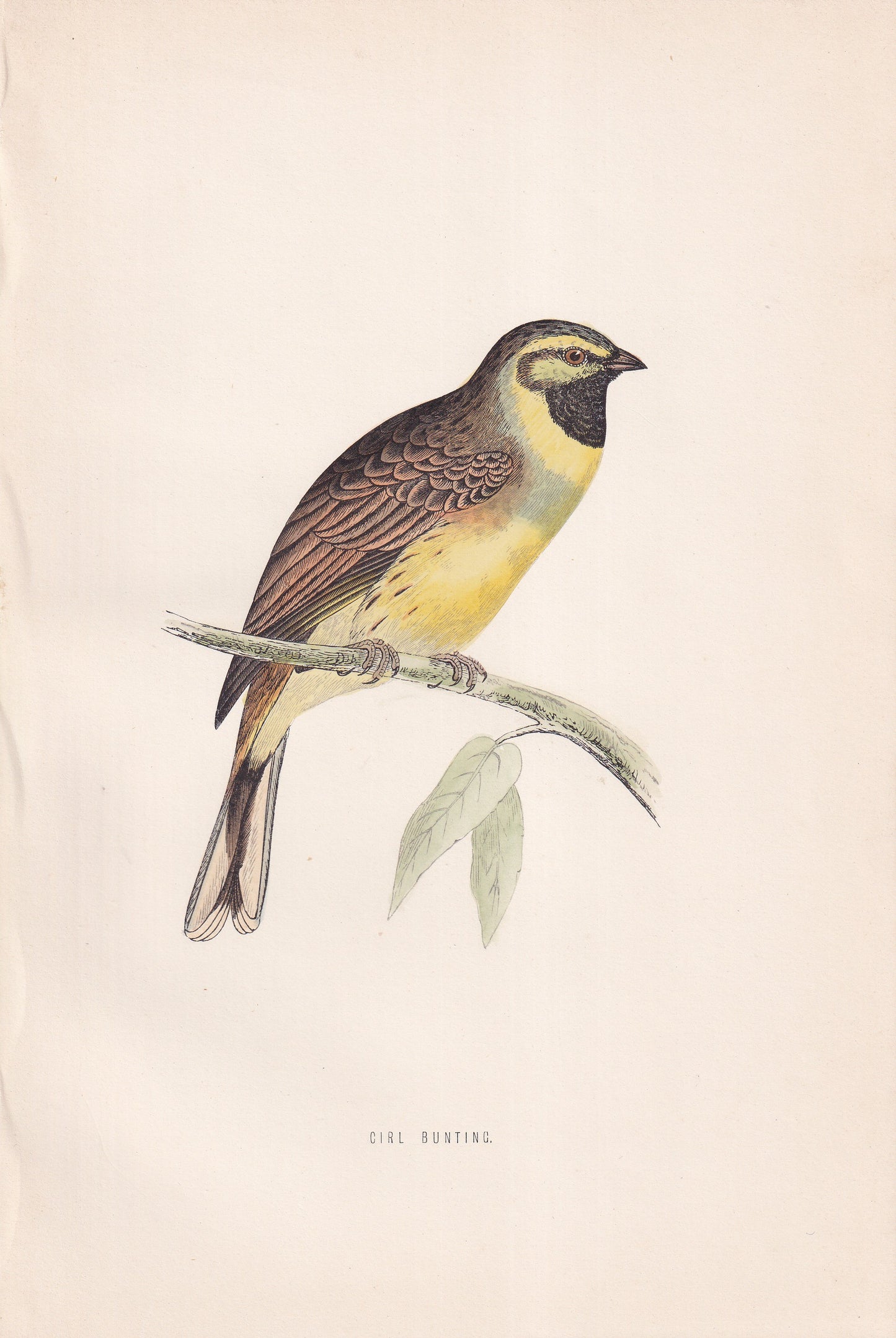 Cirl Bunting - original 1870 hand coloured antique bird print by Alexander Francis Lydon, engraved by Benjamin Fawcett