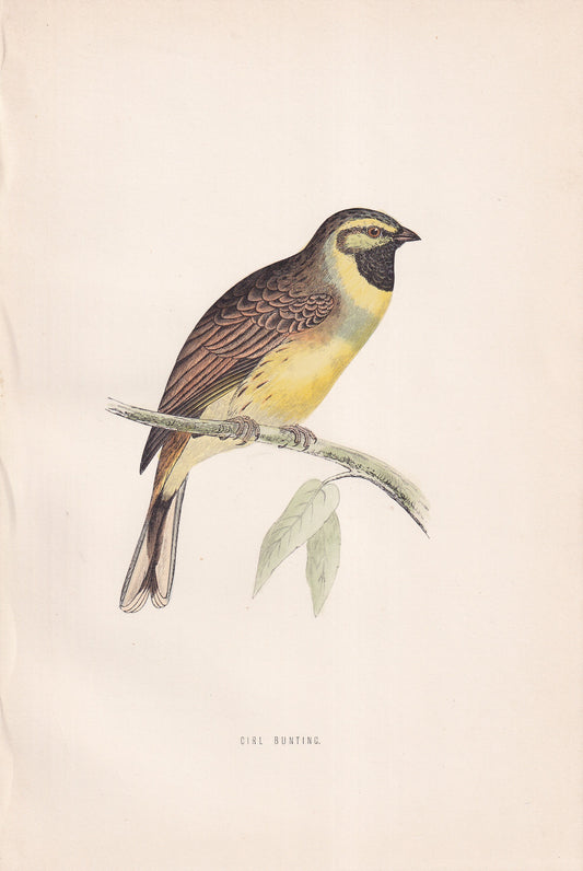 Cirl Bunting - original 1870 hand coloured antique bird print by Alexander Francis Lydon, engraved by Benjamin Fawcett
