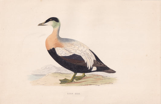 Eider Duck - original 1870 hand coloured antique bird print by Alexander Francis Lydon, engraved by Benjamin Fawcett