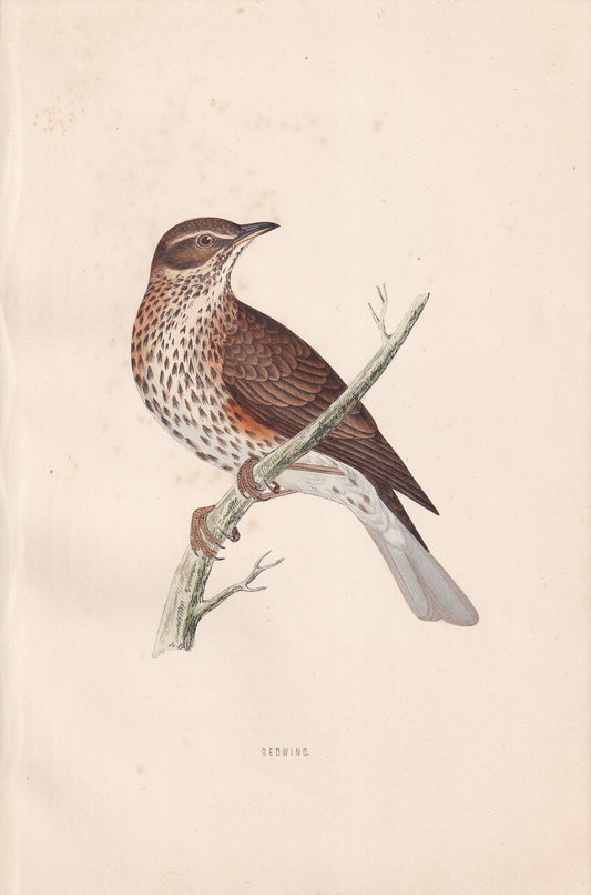 Redwing - original 1870 hand coloured antique bird print by Alexander Francis Lydon, engraved by Benjamin Fawcett