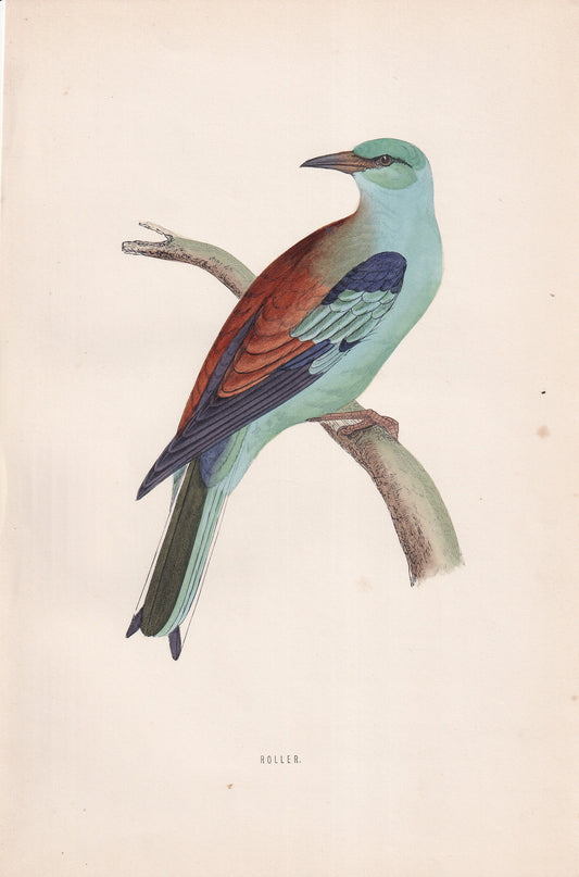 Roller - original 1870 hand coloured antique bird print by Alexander Francis Lydon, engraved by Benjamin Fawcett