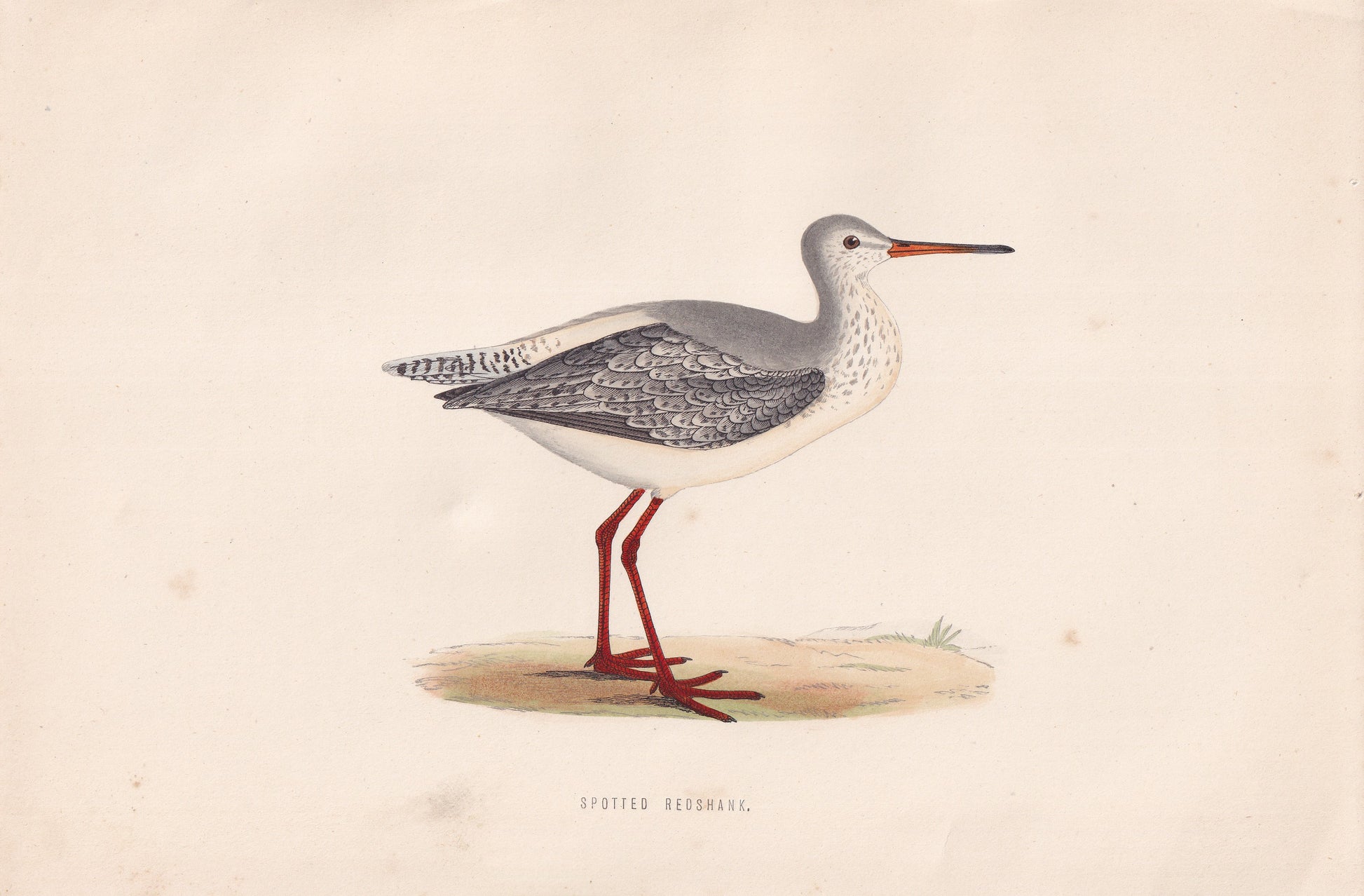 Spotted Redshank - original 1870 hand coloured antique bird print by Alexander Francis Lydon, engraved by Benjamin Fawcett
