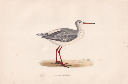 Spotted Redshank - original 1870 hand coloured antique bird print by Alexander Francis Lydon, engraved by Benjamin Fawcett