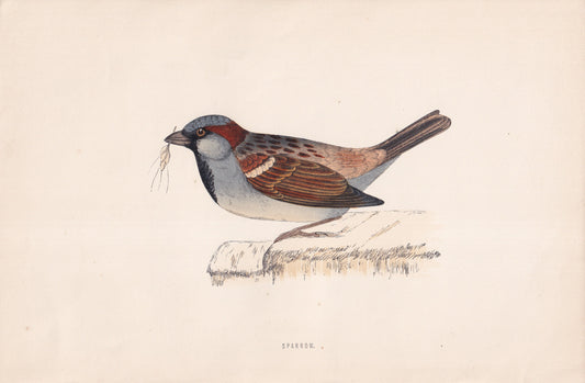 Sparrow