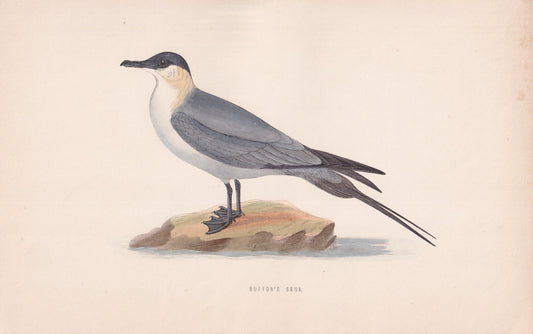 Buffon's Skua - original 1870 hand coloured antique bird print by Alexander Francis Lydon, engraved by Benjamin Fawcett