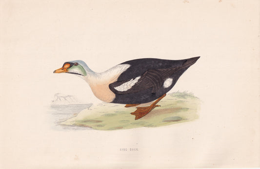 King Duck - original 1870 hand coloured antique bird print by Alexander Francis Lydon, engraved by Benjamin Fawcett