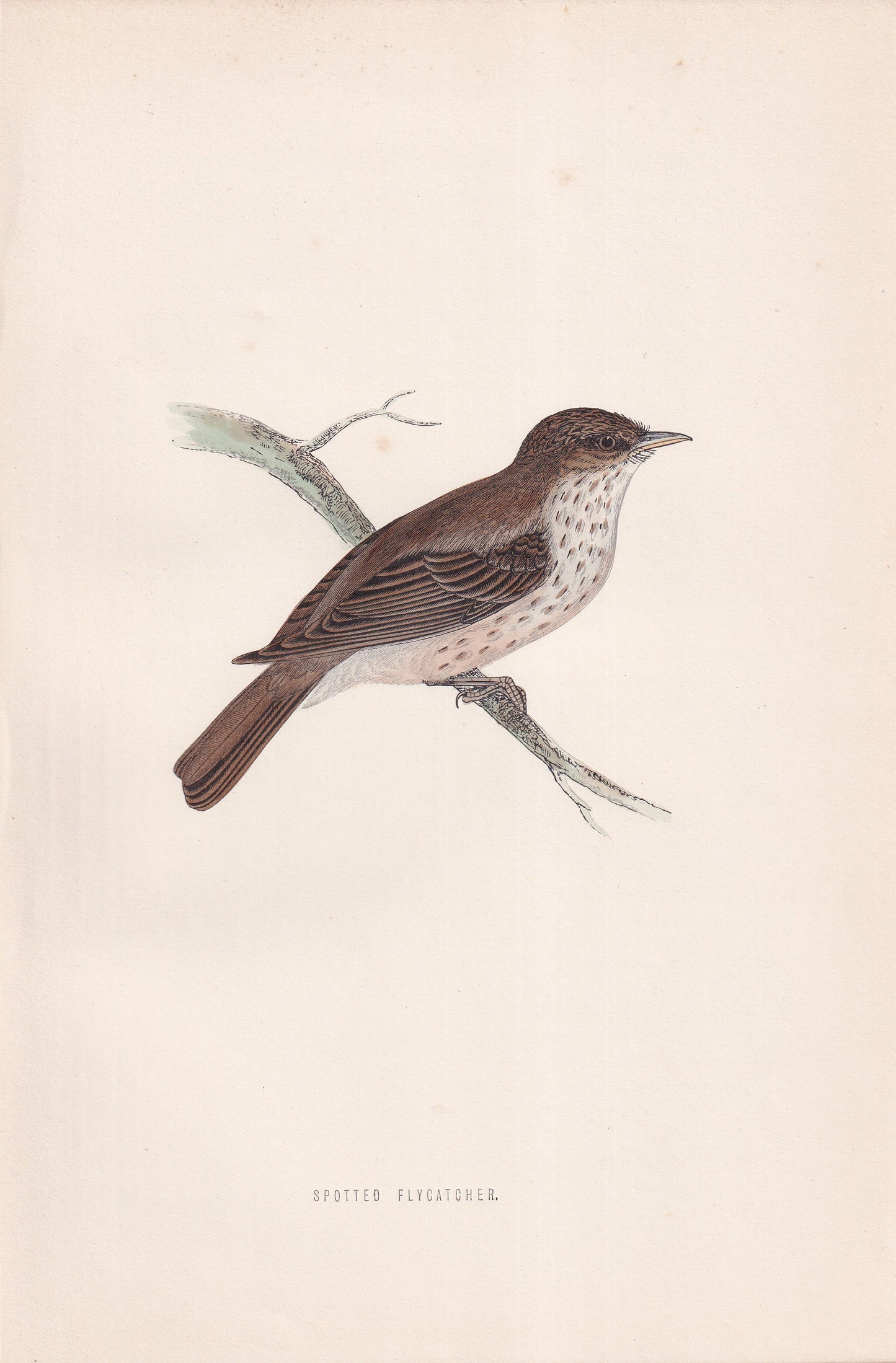 Spotted Flycatcher - original 1870 hand coloured antique bird print by Alexander Francis Lydon, engraved by Benjamin Fawcett