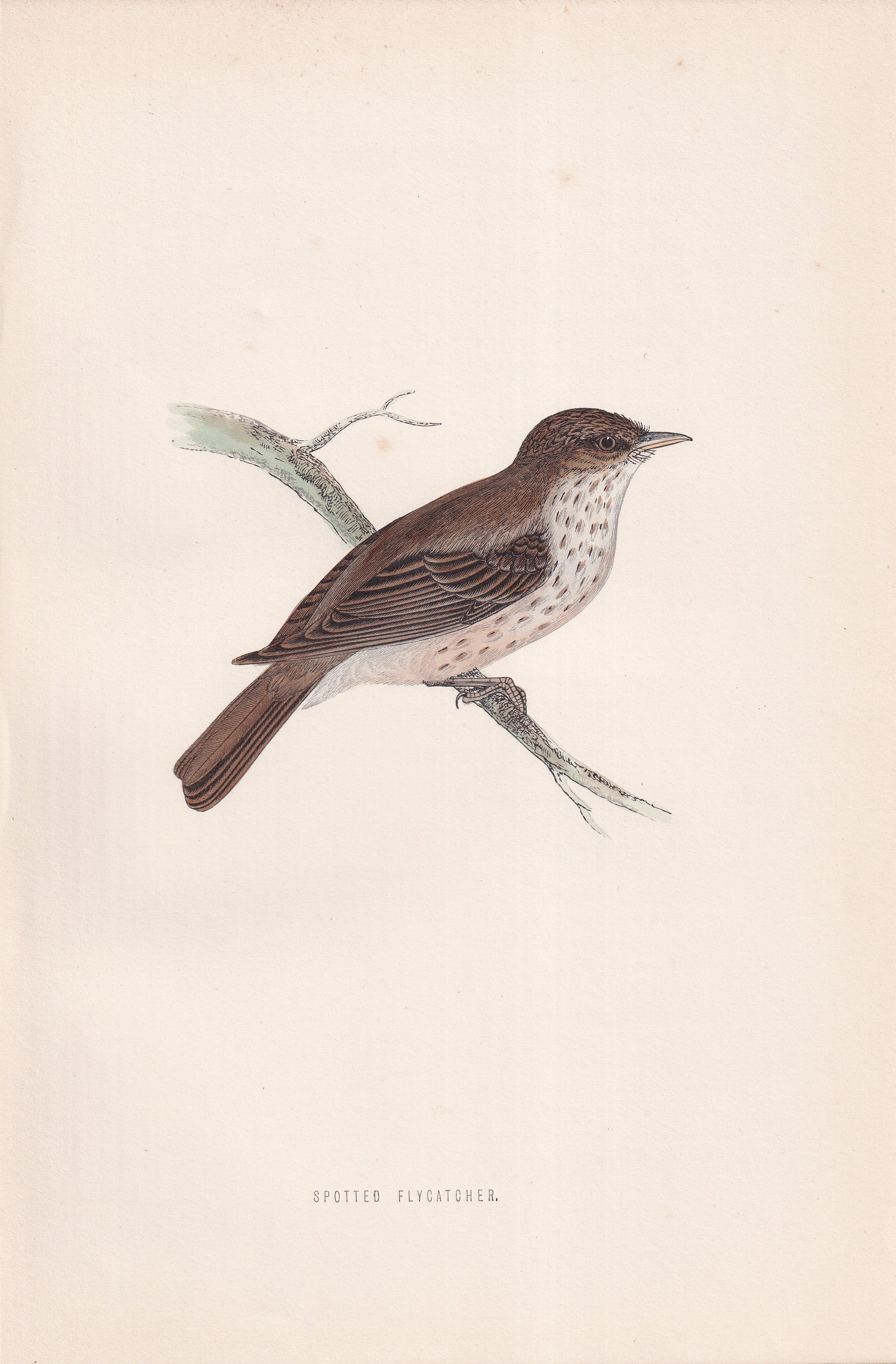 Spotted Flycatcher - original 1870 hand coloured antique bird print by Alexander Francis Lydon, engraved by Benjamin Fawcett