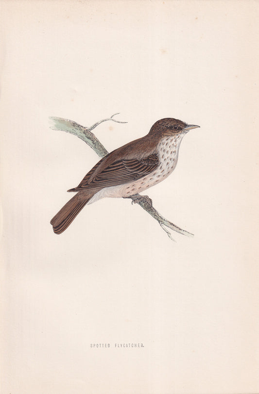 Spotted Flycatcher - original 1870 hand coloured antique bird print by Alexander Francis Lydon, engraved by Benjamin Fawcett