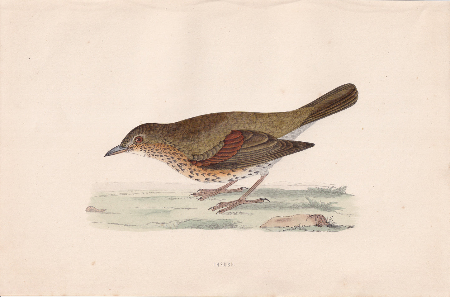 Thrush - original 1870 hand coloured antique bird print by Alexander Francis Lydon, engraved by Benjamin Fawcett