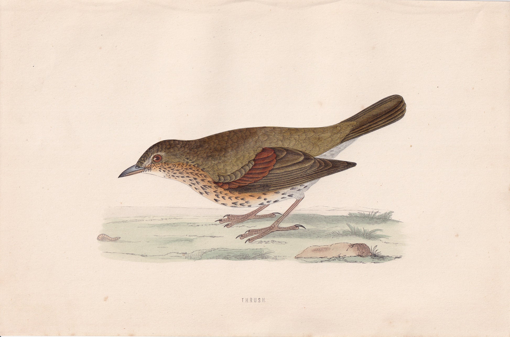 Thrush - original 1870 hand coloured antique bird print by Alexander Francis Lydon, engraved by Benjamin Fawcett