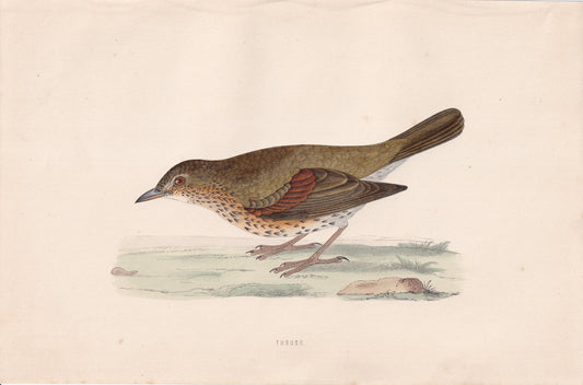 Thrush - original 1870 hand coloured antique bird print by Alexander Francis Lydon, engraved by Benjamin Fawcett