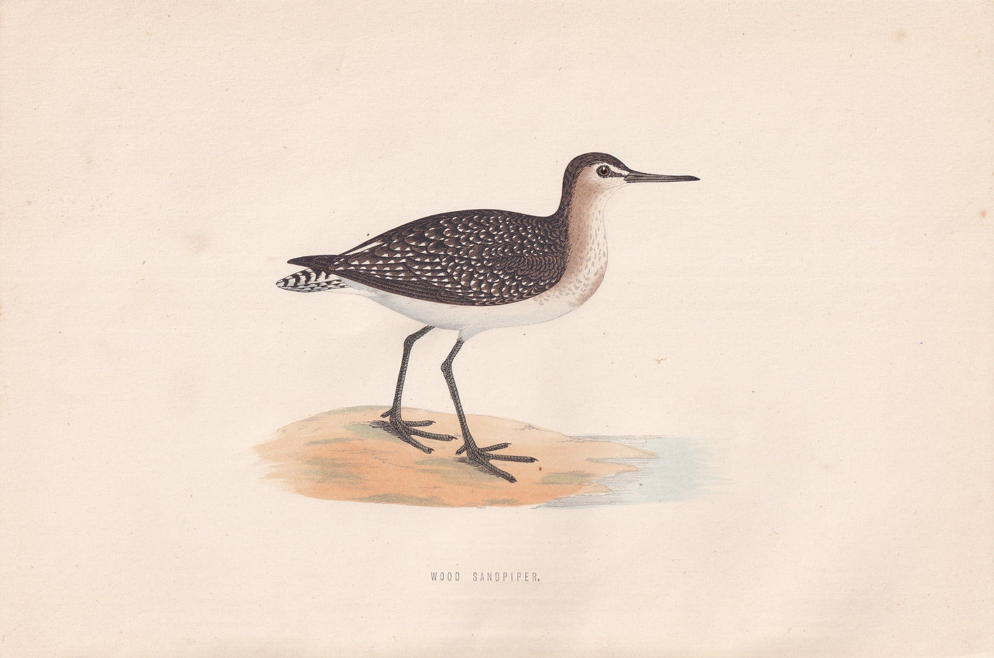Wood Sandpiper - original 1870 hand coloured antique bird print by Alexander Francis Lydon, engraved by Benjamin Fawcett