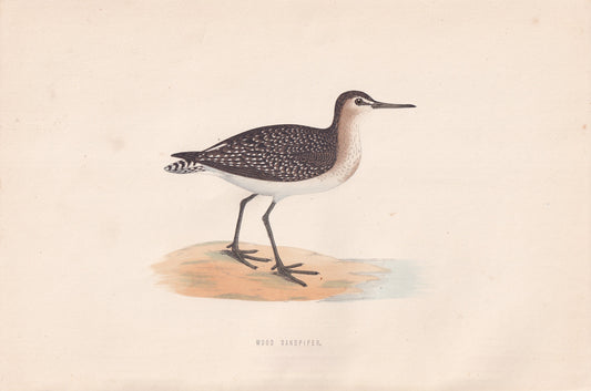 Wood Sandpiper - original 1870 hand coloured antique bird print by Alexander Francis Lydon, engraved by Benjamin Fawcett
