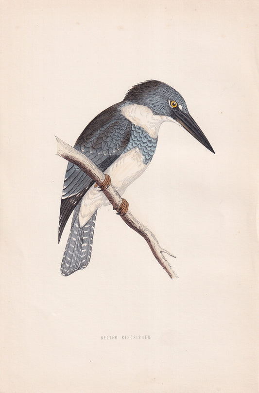 Belted Kingfisher - original 1870 hand coloured antique bird print by Alexander Francis Lydon, engraved by Benjamin Fawcett